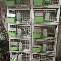قفس آهنی جفتخوان ۵ طبقه خوب|لوازم جانبی حیوانات|قم, حاج زینل|دیوار