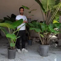 گل بابا آدم بزرگ|گل و گیاه طبیعی|کرج, کیانمهر|دیوار