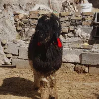 بره میش قوچ