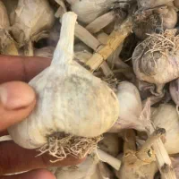 سیر خشک بیرجند