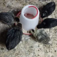 قوغاز،اوردک، مرغو خروس گلین|حیوانات مزرعه|کرج, اخگرآباد|دیوار