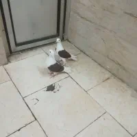 کفتر جوان