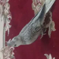 عروس هلندی وایت فیس نر ۶ ماهه