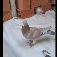 دو عدد نر شهرستانی