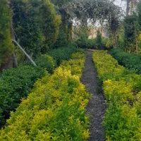 نهال میوه همجوره مرکبات|گل و گیاه طبیعی|سیاهکل, |دیوار