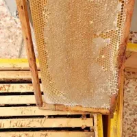 عسل طبیعی|خوردنی و آشامیدنی|نیشابور, کشتارگاه|دیوار