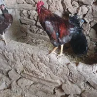خروس ژاپنی