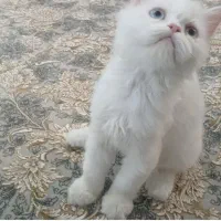 گربه بریتیش