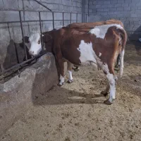 فروش سه عدد گاو شیری سیمینتال همراه گوساله شکم اول|حیوانات مزرعه|میانه, |دیوار