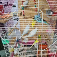 مرغ عشق سالم با عشق