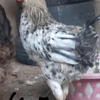 3تا مرغ 1خروس