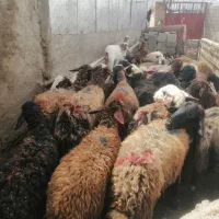 گوسفند داشتی بیس تا همه جوان درجه یک سالم