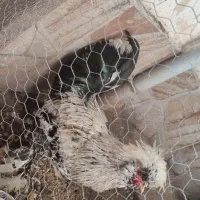 خروس کاکلی سالم و سرحال