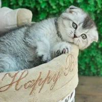 گربه بلو|گربه|اصفهان, خانه اصفهان|دیوار