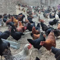 مرغ بومی تخم گذار