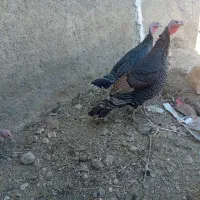 بوقلمون|حیوانات مزرعه|نهاوند, |دیوار