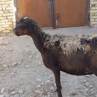 یک راس گوسفند جهت قربانی