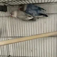 کوتوله برزیلی با تخم