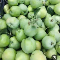 فروش مقداری سیب ترش