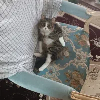 واگذار گربه|گربه|بندر ماهشهر, |دیوار