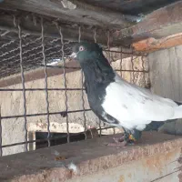 کبوتر ماده|پرنده|اهواز, اسلام آباد غربی|دیوار