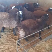 بره شال و افشار چاق گوشتی