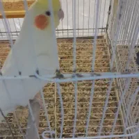 عروس هلندی باتخم