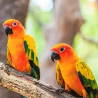 طوطی مولد تک جوجه بزرگ