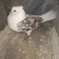 پلنگ شو سیاه|پرنده|سیلاخور, |دیوار