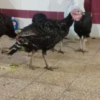 فروش بوقلمون محلی|حیوانات مزرعه|بهبهان, |دیوار