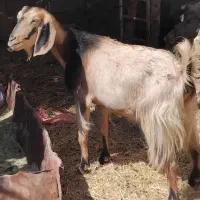 بز۴عددآبست جمل زا