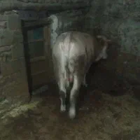 گوساله سمینتال|حیوانات مزرعه|سروآباد, |دیوار