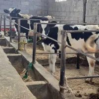 دو راس تلیسه هلشتاین نژاد شیری (لیشه)|حیوانات مزرعه|رشت, سعدی (تختی)|دیوار