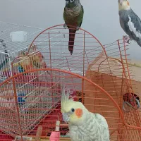 جفت گرینجیک درحال لونه گرم کردن