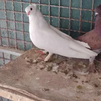 کبوتر سفید راعبی ماده معاوضه با نر|پرنده|اصفهان, همدانیان|دیوار