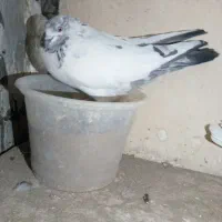 3 عدد کفتر اس