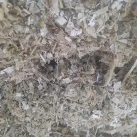 فروش ذرت کشت دوم دون دار فقط نقد