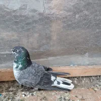 کفتر|پرنده|چهاردانگه (تهران), |دیوار