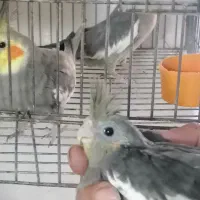 جوجه عروس فقط400|پرنده|قیدار, |دیوار