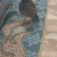 مرغ مینا گمشده