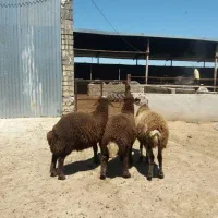 فروش ۳ راس بره افشاری