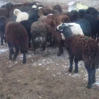 بره‌ی نر خوش خوراک