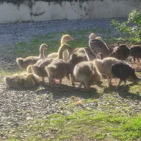 فروش تعدادی طیور|حیوانات مزرعه|زرگرشهر, |دیوار