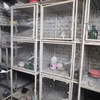 4دست 3عددی جفتکن کبوتر از قوطی 2*2 جهت فروش|پرنده|نقده, |دیوار