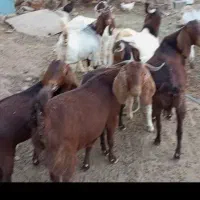 فروش پنج تا بز جوان با چهار بزغاله