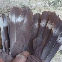 کفتر طوقی زرد گلی|پرنده|کرمان, |دیوار