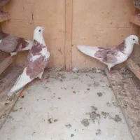 کفترارزون اب گلال