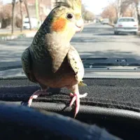 یک عدد عروس هلندی ماده همراه با قفس ولوازمش|پرنده|شاهین دژ, |دیوار