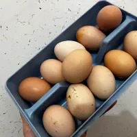 تخم مرغ بومی