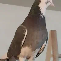 کفتر ابلغ سیاه